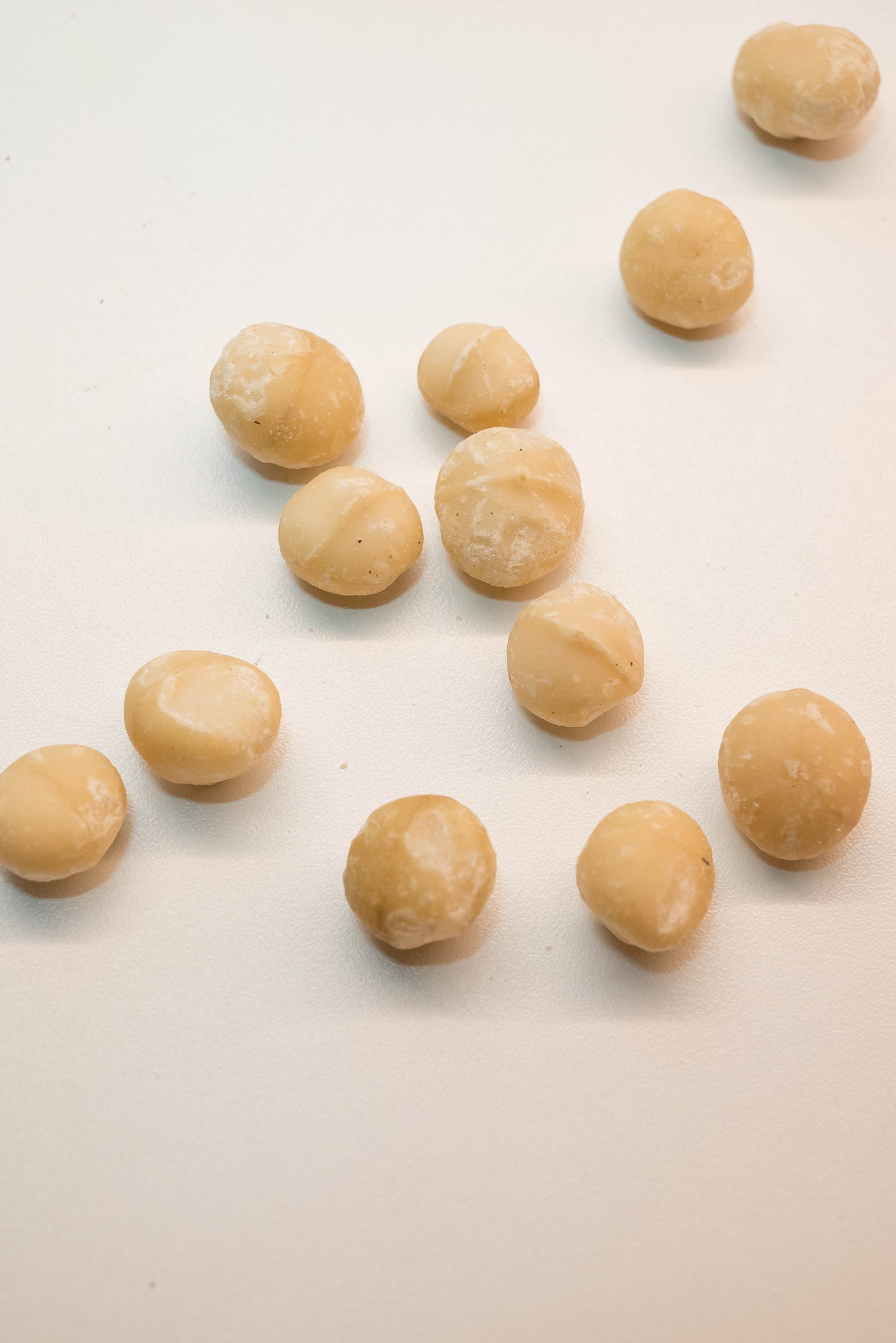 Μακαντέμια | Macadamia